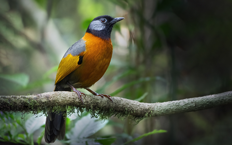 Endemic Birds of Vietnam and Where to find them?