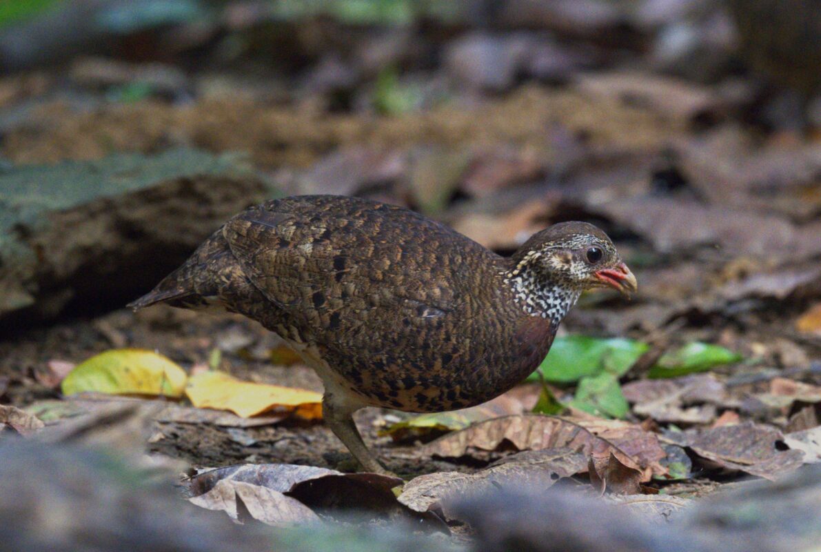 CUC PHUONG NATIONAL PARK