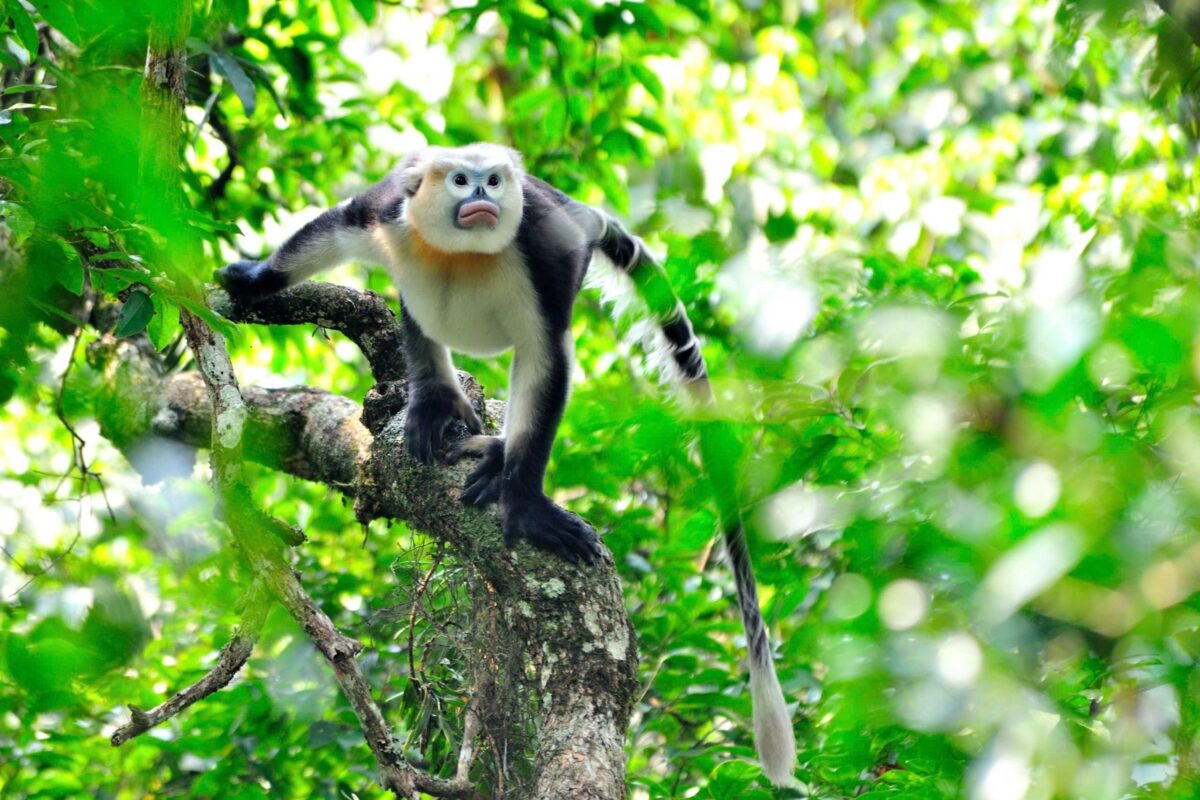 Primate Tours – Vietnam’s Endangered Primates (10-Days)